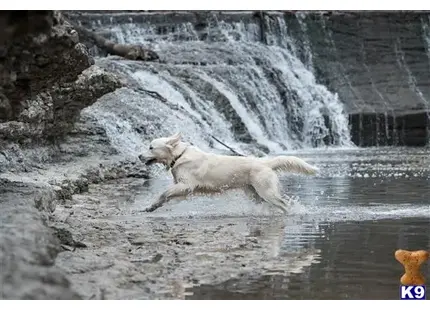Golden Retriever stud dog: a white golden retriever dog jumping into a river
