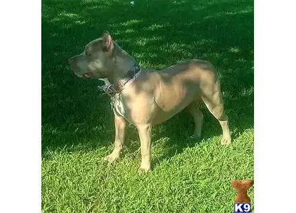 American Bully