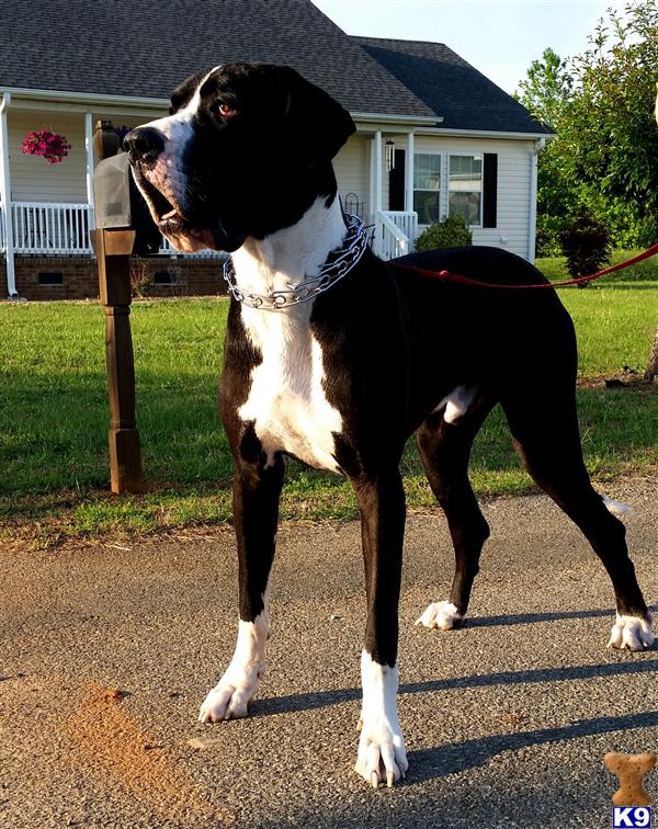 Great Dane stud dog