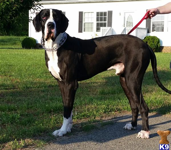 Great Dane stud dog