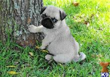 pug puppy posted by melissaguzman