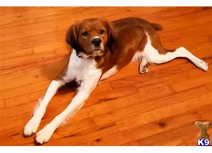 a brittany dog lying on the floor
