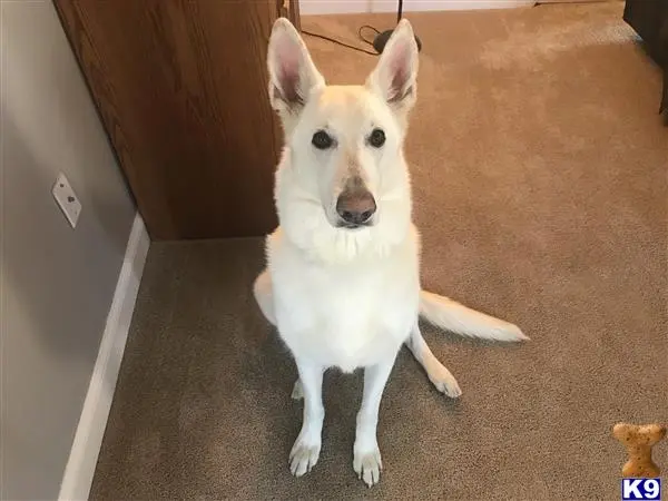 German Shepherd stud dog