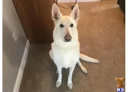 a white german shepherd dog sitting on the floor