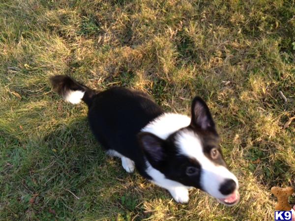 karelian puppies for sale karelian puppy for sale gretchen 4 years karelian puppies for sale karelian puppy for sale gretchen 4 years