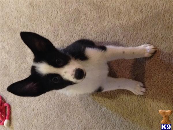 karelian puppies for sale karelian puppy for sale gretchen 4 years karelian puppies for sale karelian puppy for sale gretchen 4 years