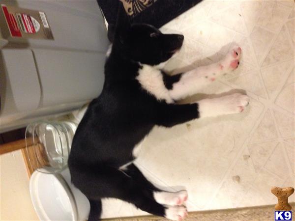 karelian puppies for sale karelian puppy for sale 4 years karelian puppies for sale karelian puppy for sale 4 years