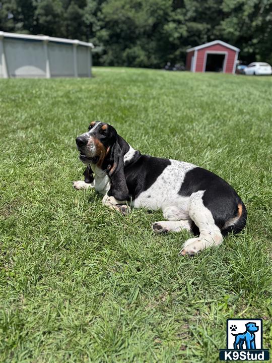 a basset hound dog lying in the grass