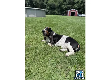 a basset hound dog lying in the grass