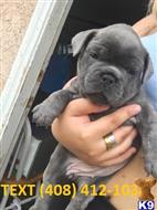 french bulldog puppy posted by mellinefrancovic