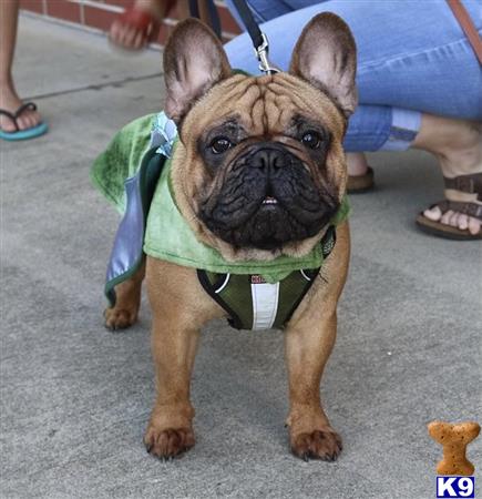 a french bulldog dog wearing a vest
