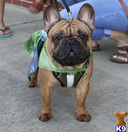 French Bulldog stud dog