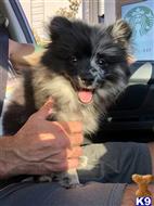 Peanut  available Pomeranian puppy located in WEST SACRAMENTO