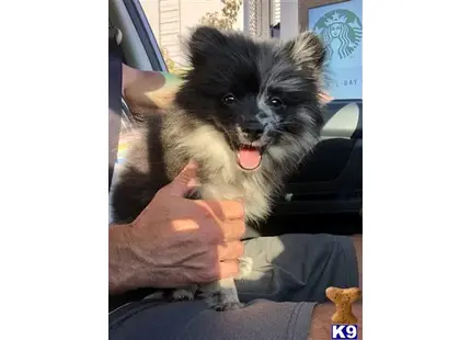 a pomeranian dog sitting in a car
