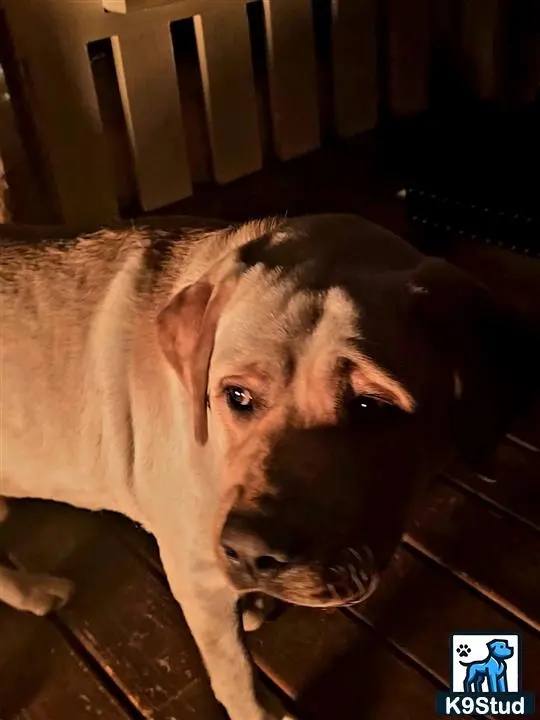Labrador Retriever stud dog: a labrador retriever dog lying on the floor