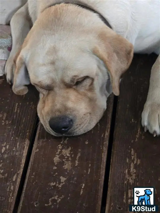 Labrador Retriever stud dog: a labrador retriever dog sleeping on a wood floor