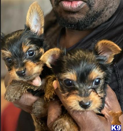 Yorkshire Terrier stud dog