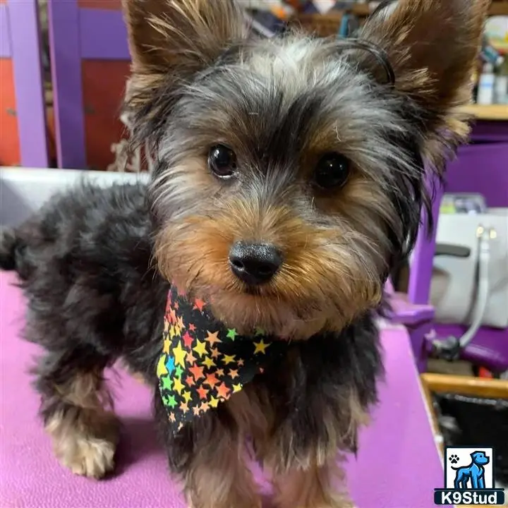 Yorkshire Terrier stud dog