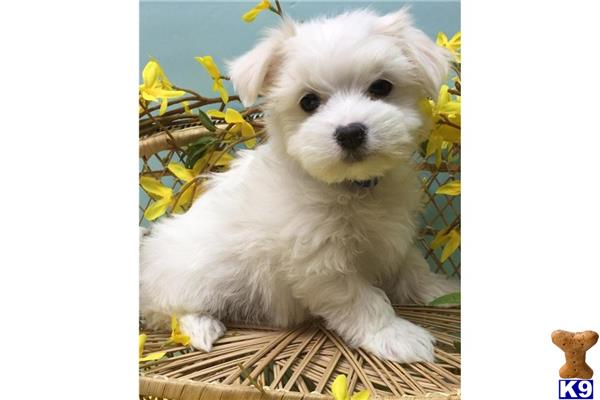Maltese puppy for sale