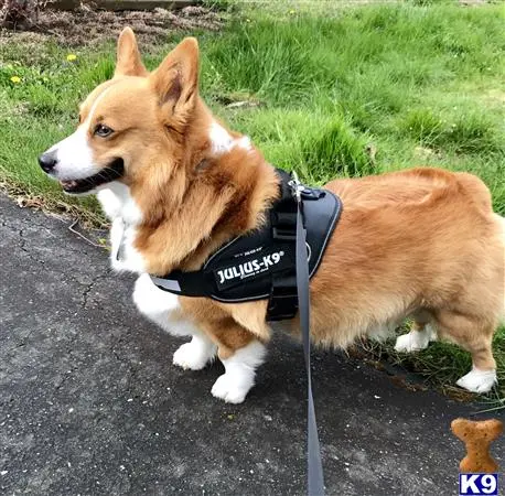 Pembroke Welsh Corgi