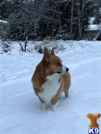 Pembroke Welsh Corgi stud dog