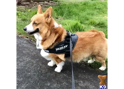 Pembroke Welsh Corgi