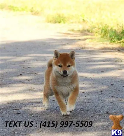 Shiba Inu