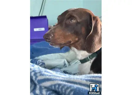 a dachshund dog lying on a bed