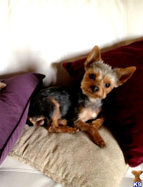 Yorkshire Terrier stud dog