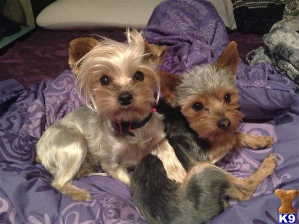 Yorkshire Terrier stud dog