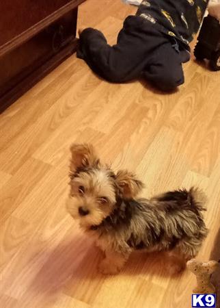 Yorkshire Terrier stud dog