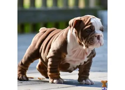 Bulldog