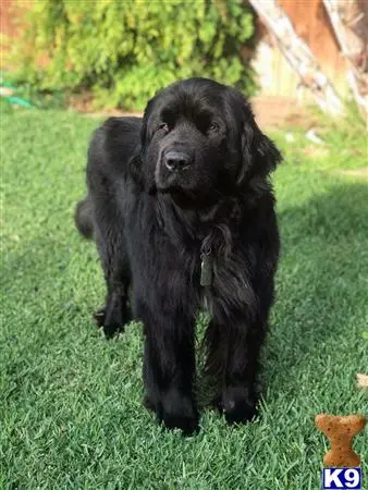 Newfoundland stud dog