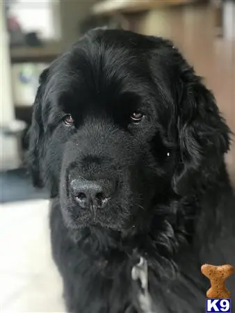 Newfoundland stud dog