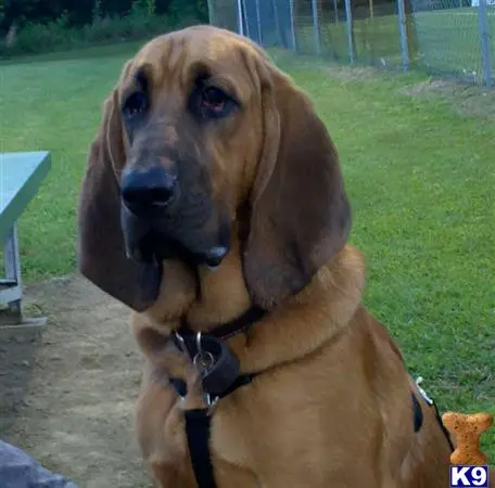 Bloodhound stud dog