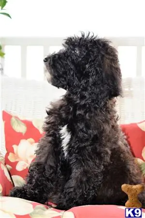 Goldendoodles puppy for sale: a goldendoodles dog sitting on a couch