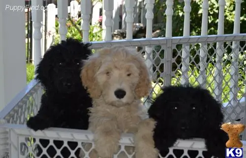 Goldendoodles puppy for sale: a group of goldendoodles puppies