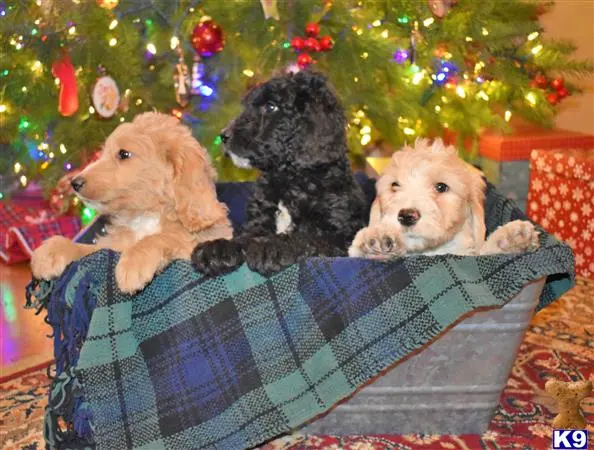 Goldendoodles puppy for sale: a group of goldendoodles dogs sitting on a couch in front of a christmas tree