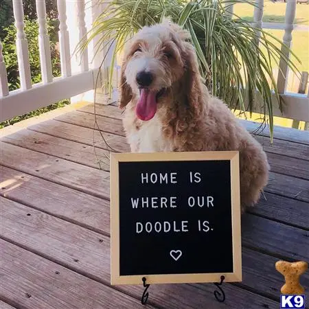 Goldendoodles puppy for sale: a goldendoodles dog sitting on a deck with a sign in front of it