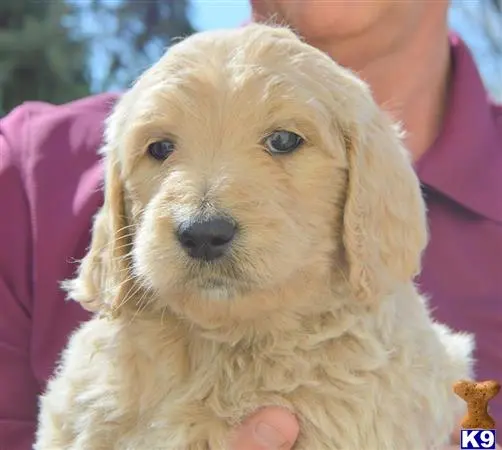 Goldendoodles puppy for sale: a person holding a goldendoodles dog