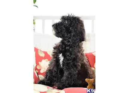 Goldendoodles puppy for sale: a goldendoodles dog sitting on a couch