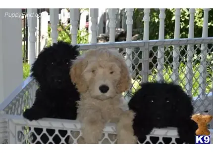 Goldendoodles puppy for sale: a group of goldendoodles puppies