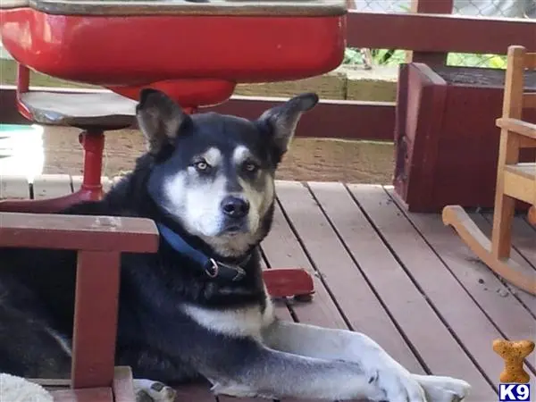 Alaskan Malamute