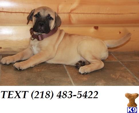bullmastiff puppy posted by messamejane2