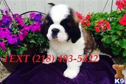 saint bernard puppy posted by messamejane3