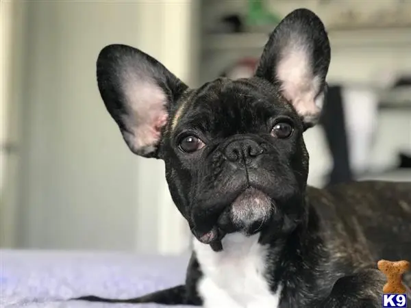 French Bulldog stud dog