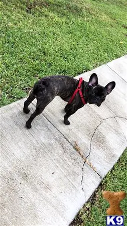 French Bulldog stud dog