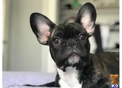 French Bulldog