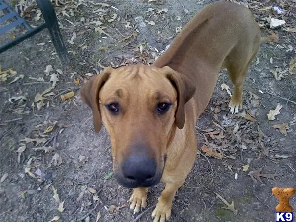 Rhodesian Ridgeback