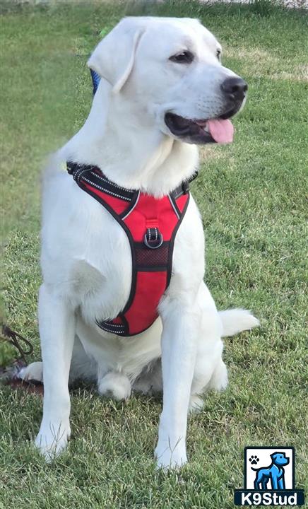 a labrador retriever dog sitting on grass
